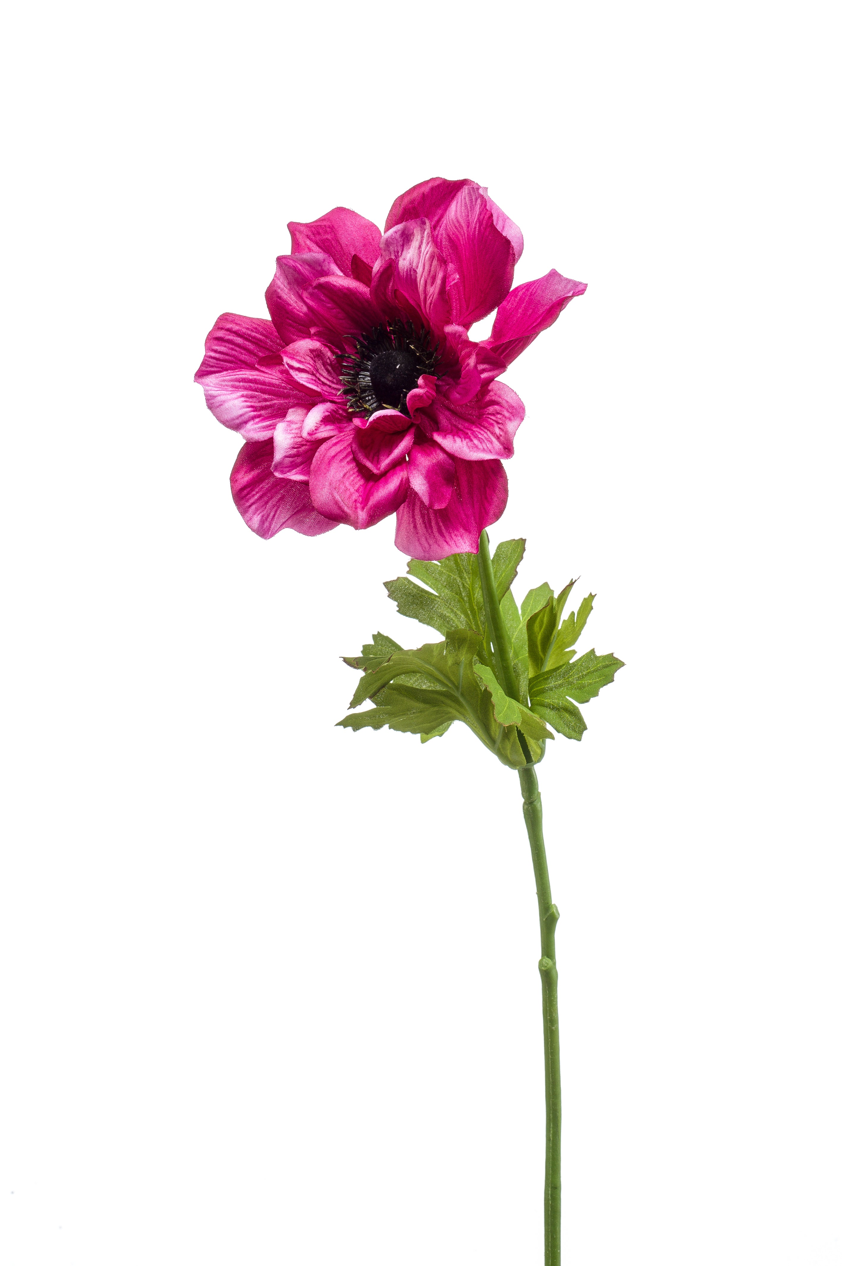 Anemone Viola Su Stelo 66 Cm