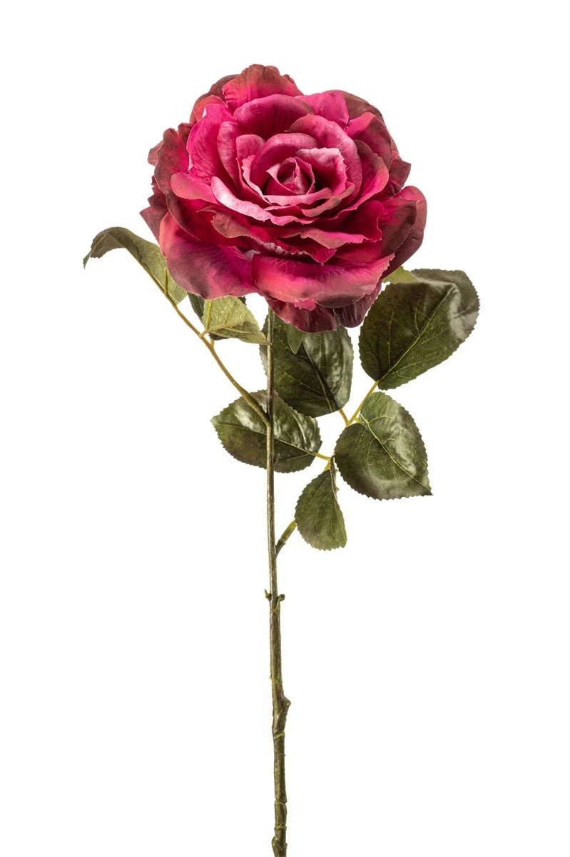 Rosa Pascali Beauty Su Stelo 65 Cm