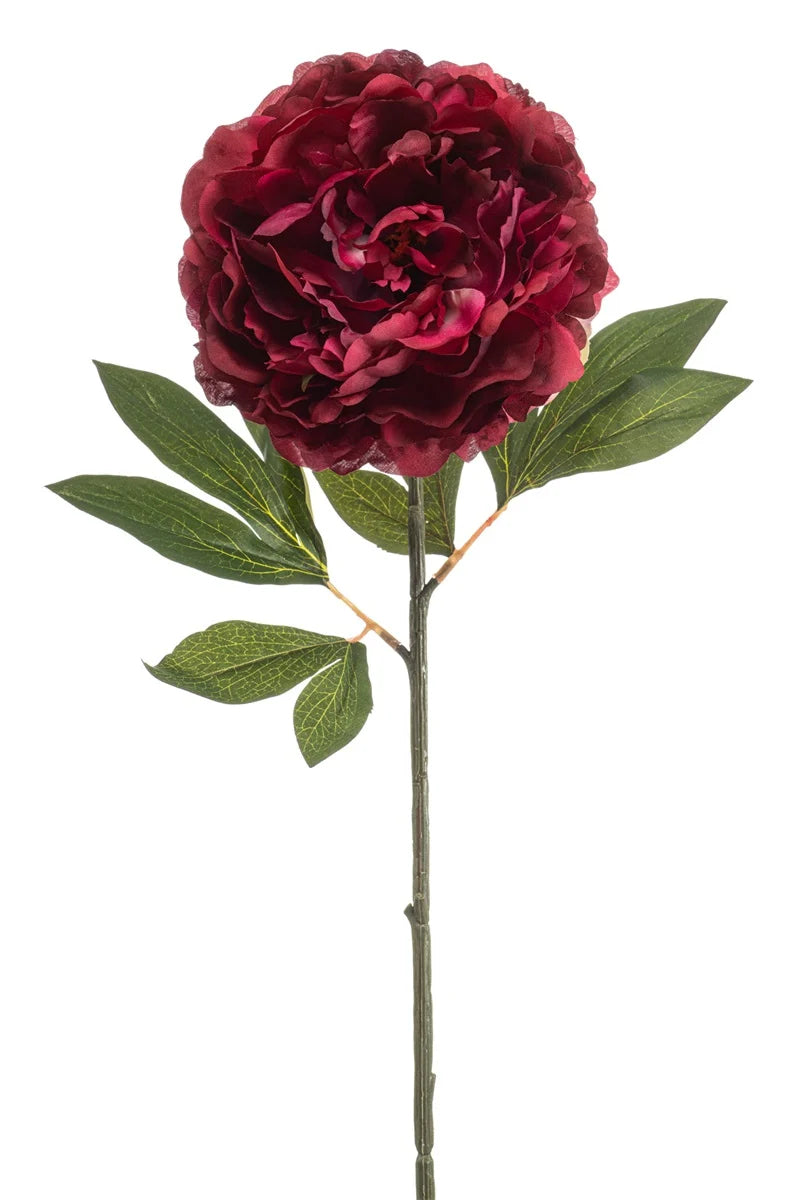 Peonia Beauty Su Stelo 77 Cm
