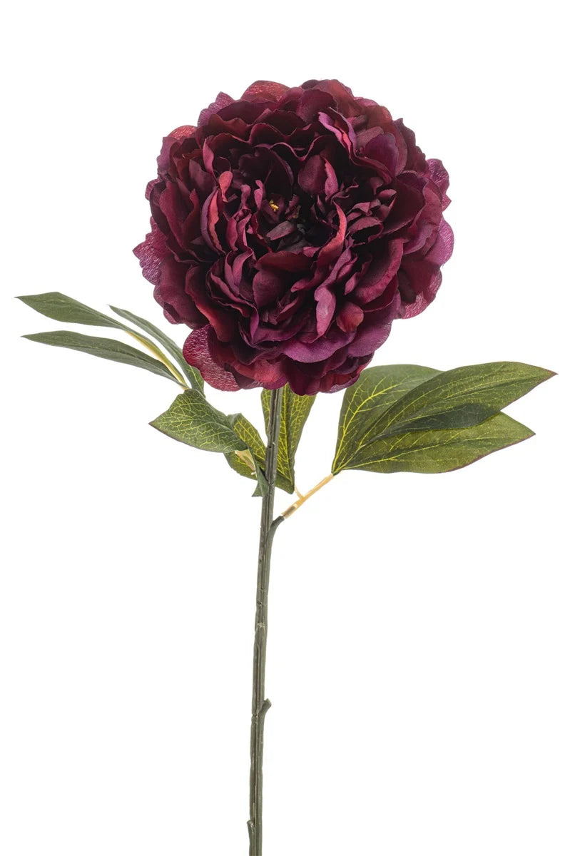 Peonia Borgogna Su Stelo 77 Cm
