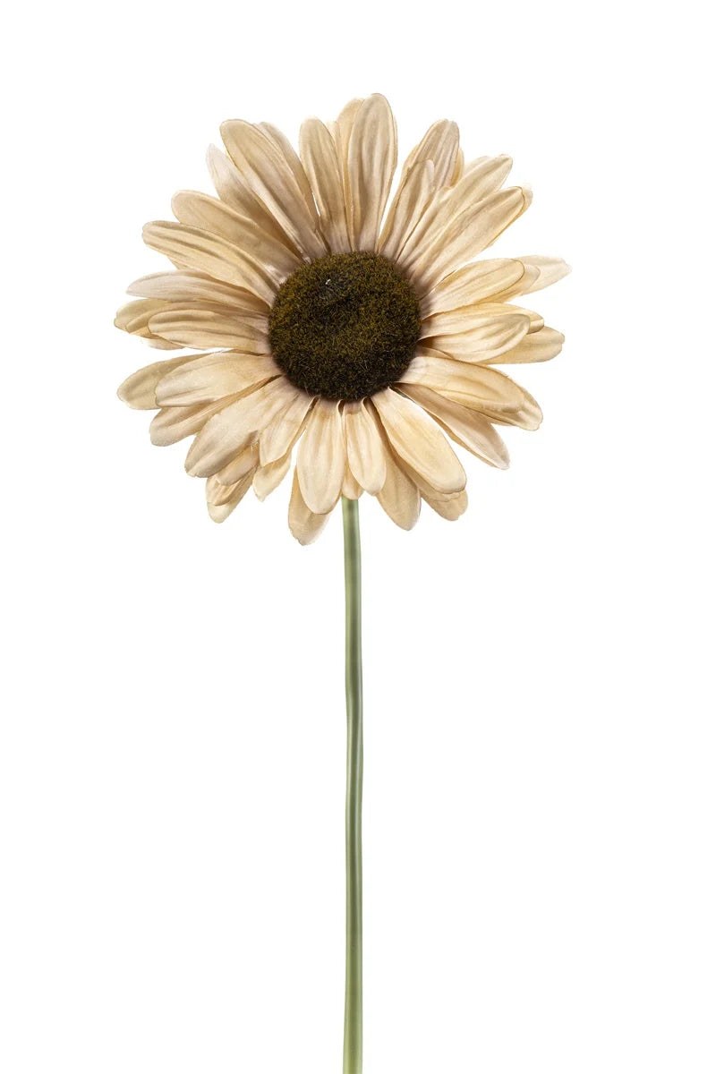 Gerbera Xl Beige Su Stelo 90 Cm