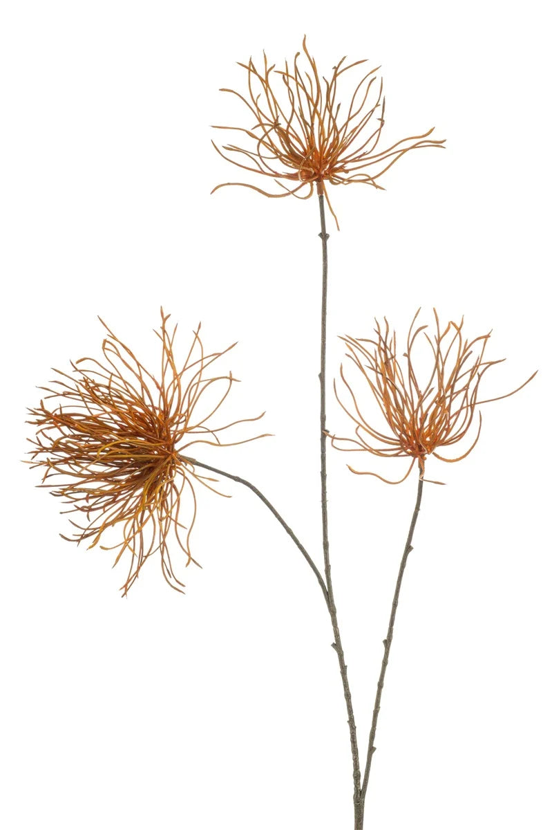 Cardo Arancio Su Stelo 95 Cm