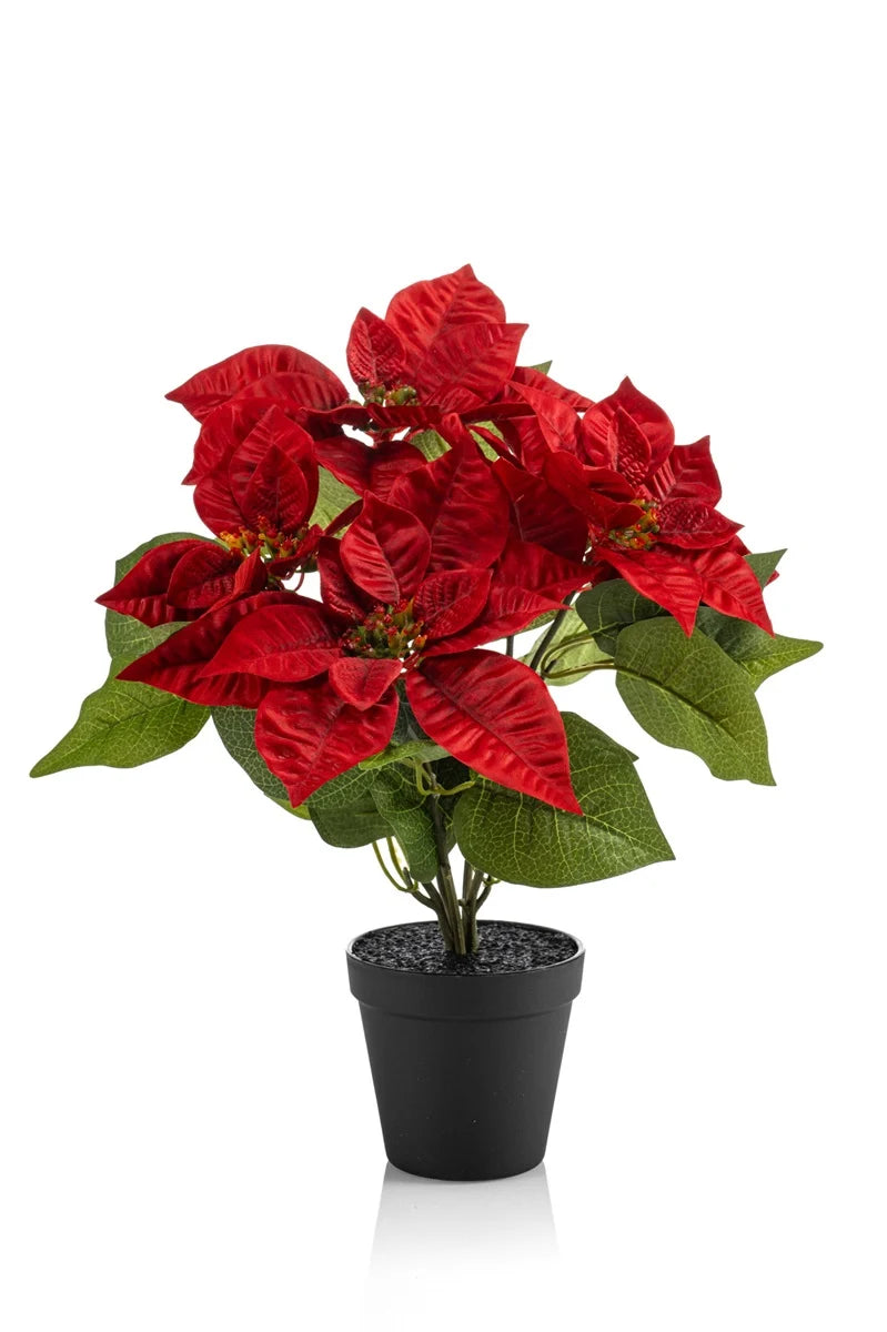 Stella Di Natale Rossa 38 Cm In Vaso