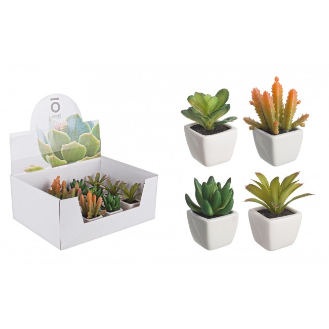 Piantina Grassa Verde 1 Pezzo