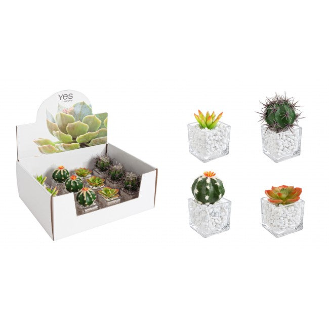 Pianta Grassa Harney 1 Pezzo