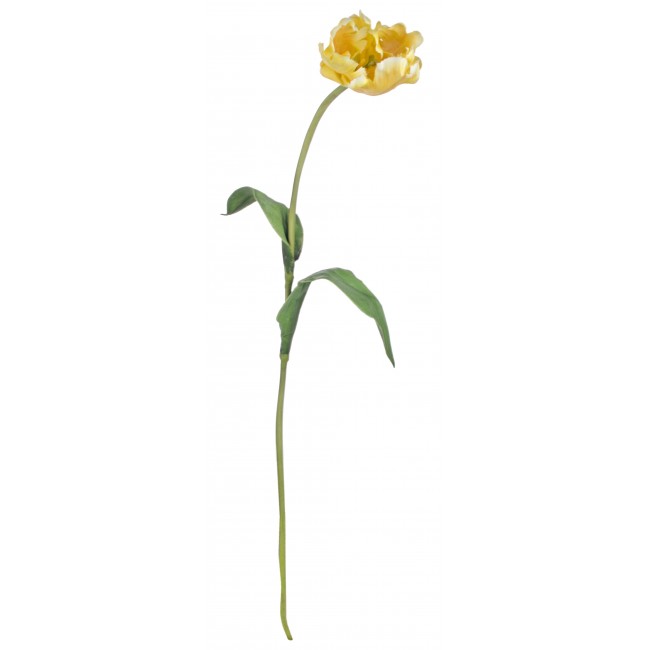 Tulipano Parrot Giallo 76 Cm