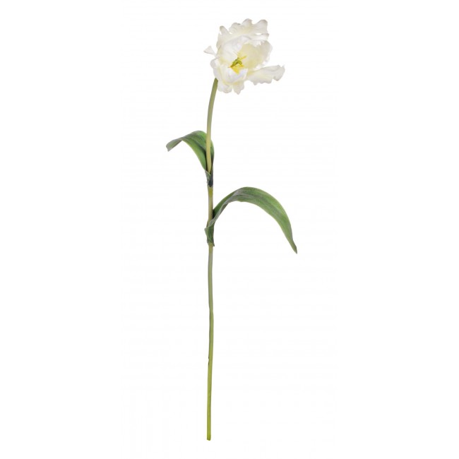 Tulipano Parrot Bianco 76 Cm