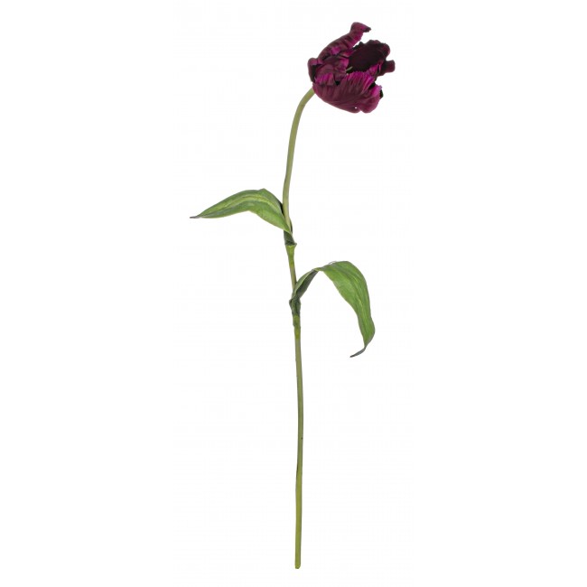Tulipano Parrot Bordeaux 76 Cm