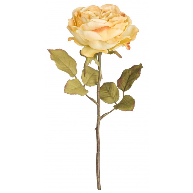 Rosa Inglese Giallo 30 Cm