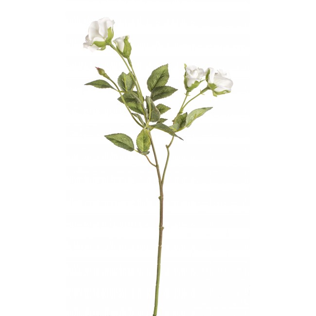 Rosa Baby 4F Bianco 39 Cm