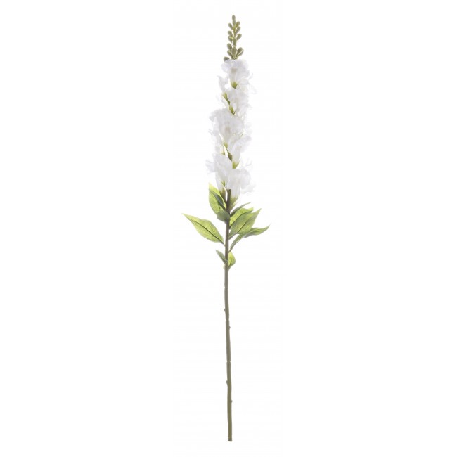 Bocca Di Leone Bianco 68 Cm