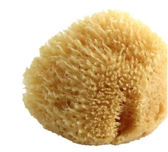 Spugna Media Mare Cervus