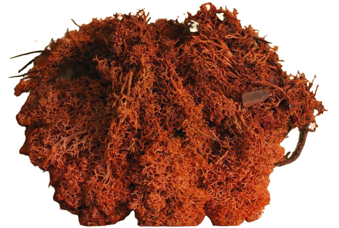 Muschio Lichene Rosso busta 100 g per decorazioni natalizie e allestimenti creativi - DeMatteis.it