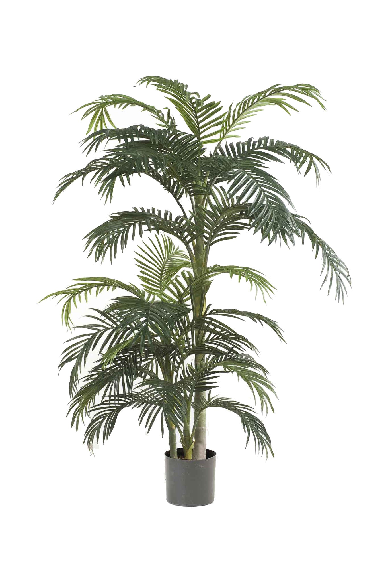 Palma Areca Verde 170 Cm