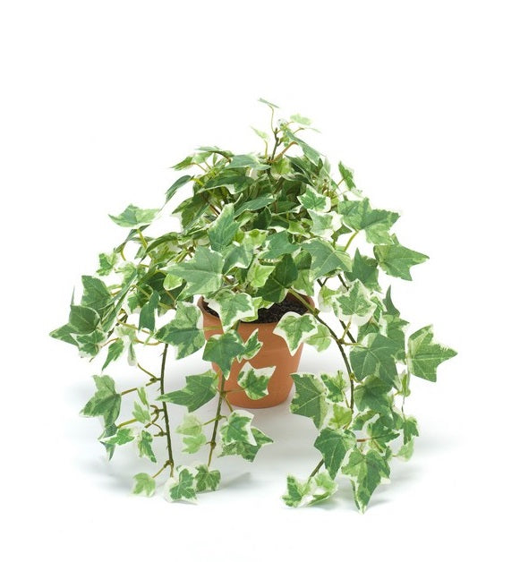 Edera Mini Verde E Bianco 20 Cm In