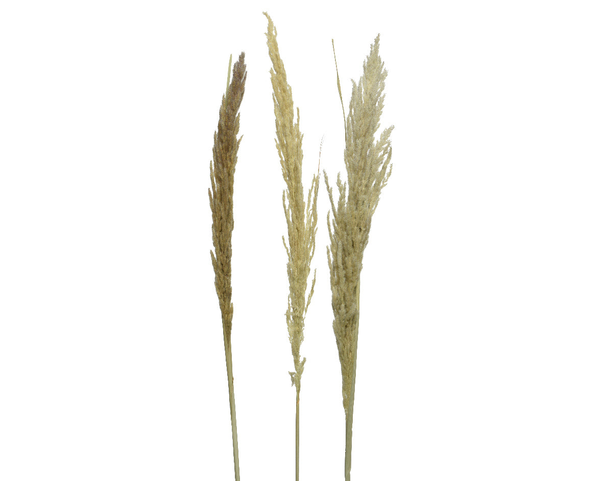 Ramo Piume Eryanthus Natural per decorazione da 170 cm essiccato - DeMatteis.it