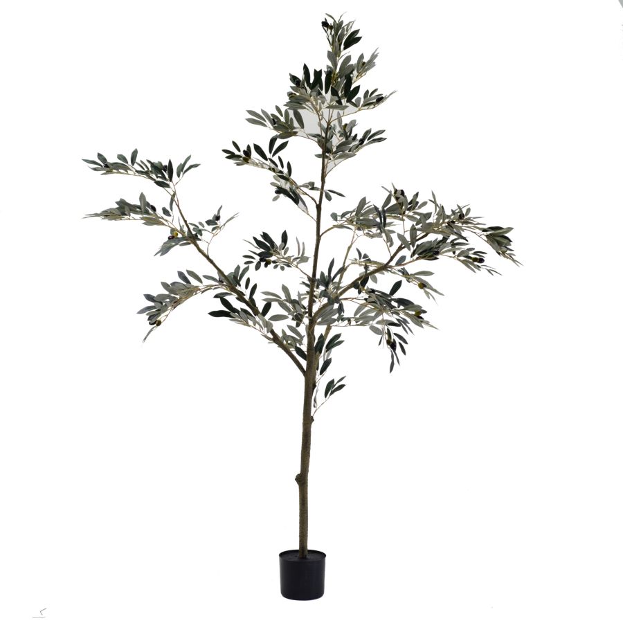 Pianta Ulivo Con Vaso 182,9 Cm