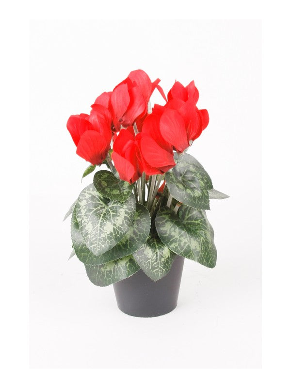 Ciclamino In Vasetto 25 Cm Rosso