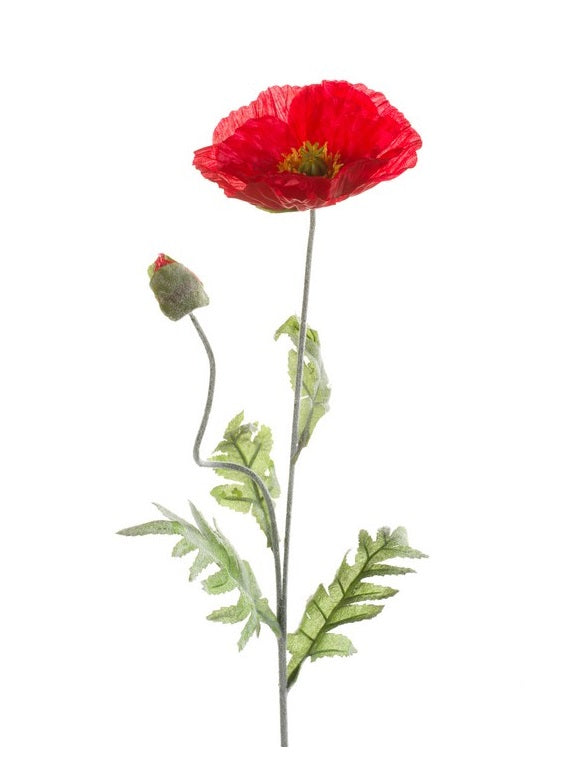 Papavero Spray 70 Cm Rosso