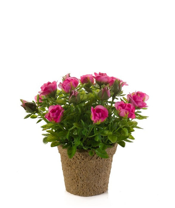 Rose Mini 13 Cm Beauty In Vaso Di