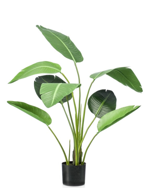 Strelitzia In Vaso 120 Cm 8 Foglie