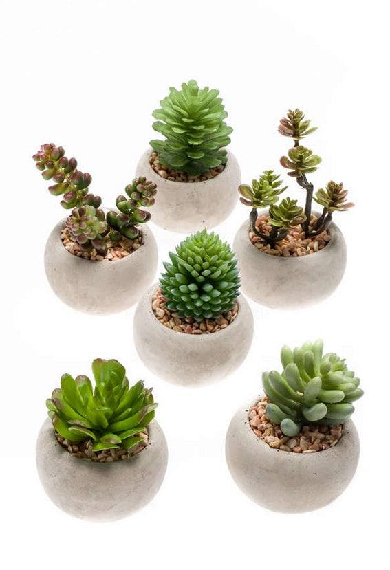 Pianta Grassa X6 D65 Mm In Vaso Di