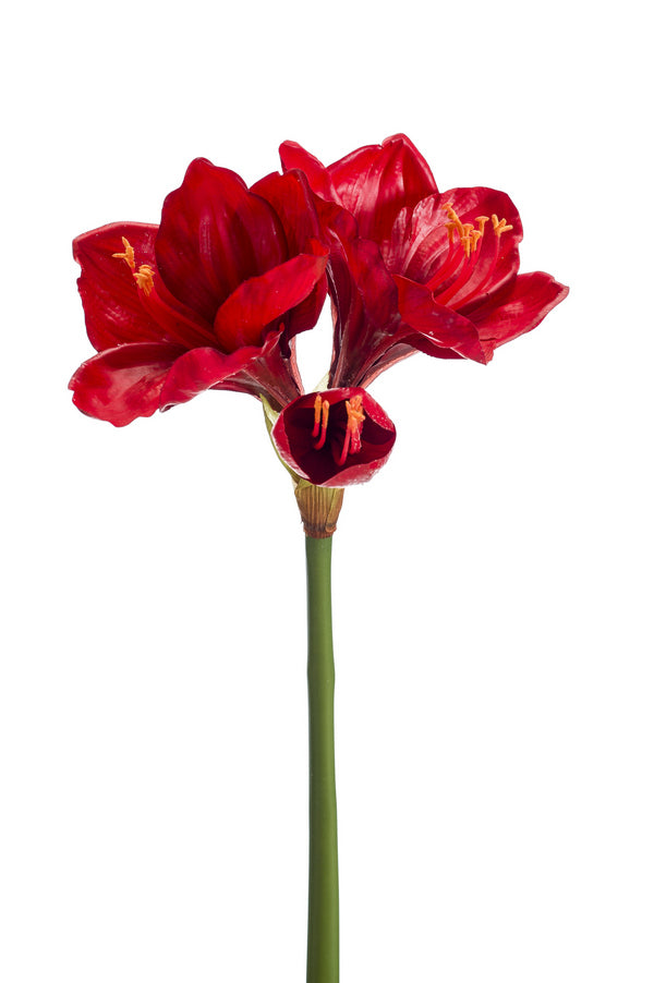 Amarillis Ramo 67 Cm Rosso