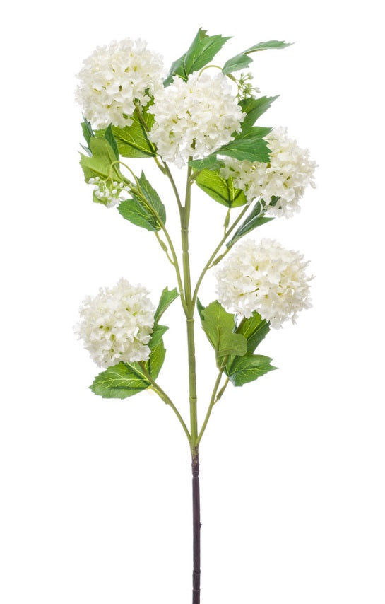 Viburno Spray X5 75 Cm Crema