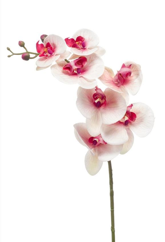 Phalaenopsis Spray Rt 83 Cm Rosa