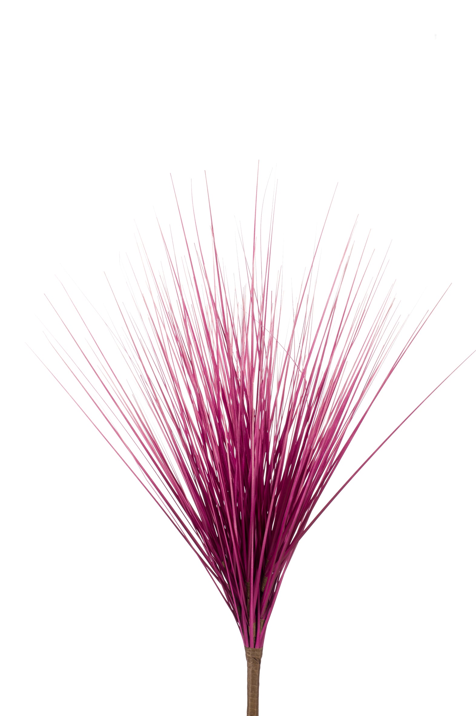 Pianta Grassa Rosa 55 Cm