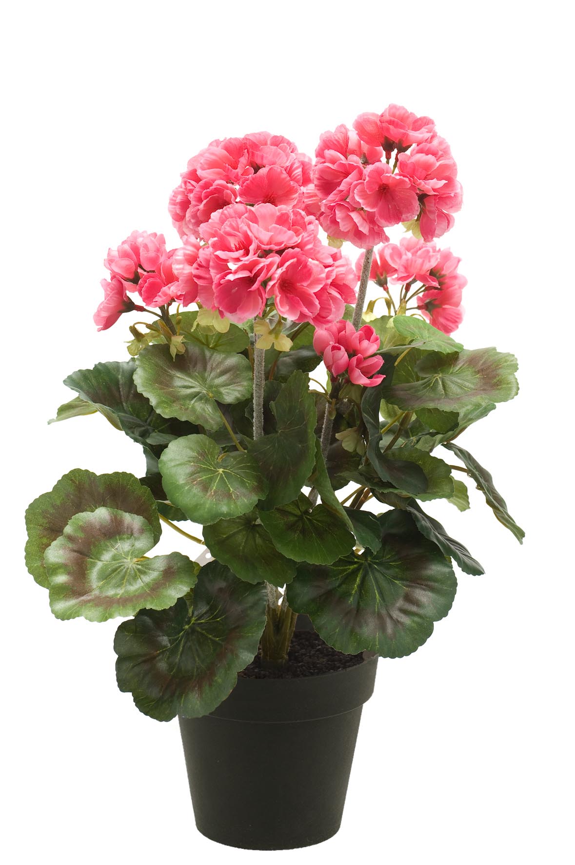 Geranio 35 Cm Rosa In Vaso D 11 Cm