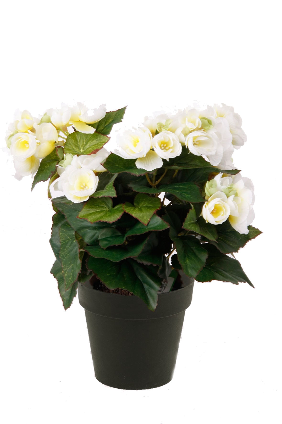 Begonia 29 Cm Rosa In Vaso D 11 Cm