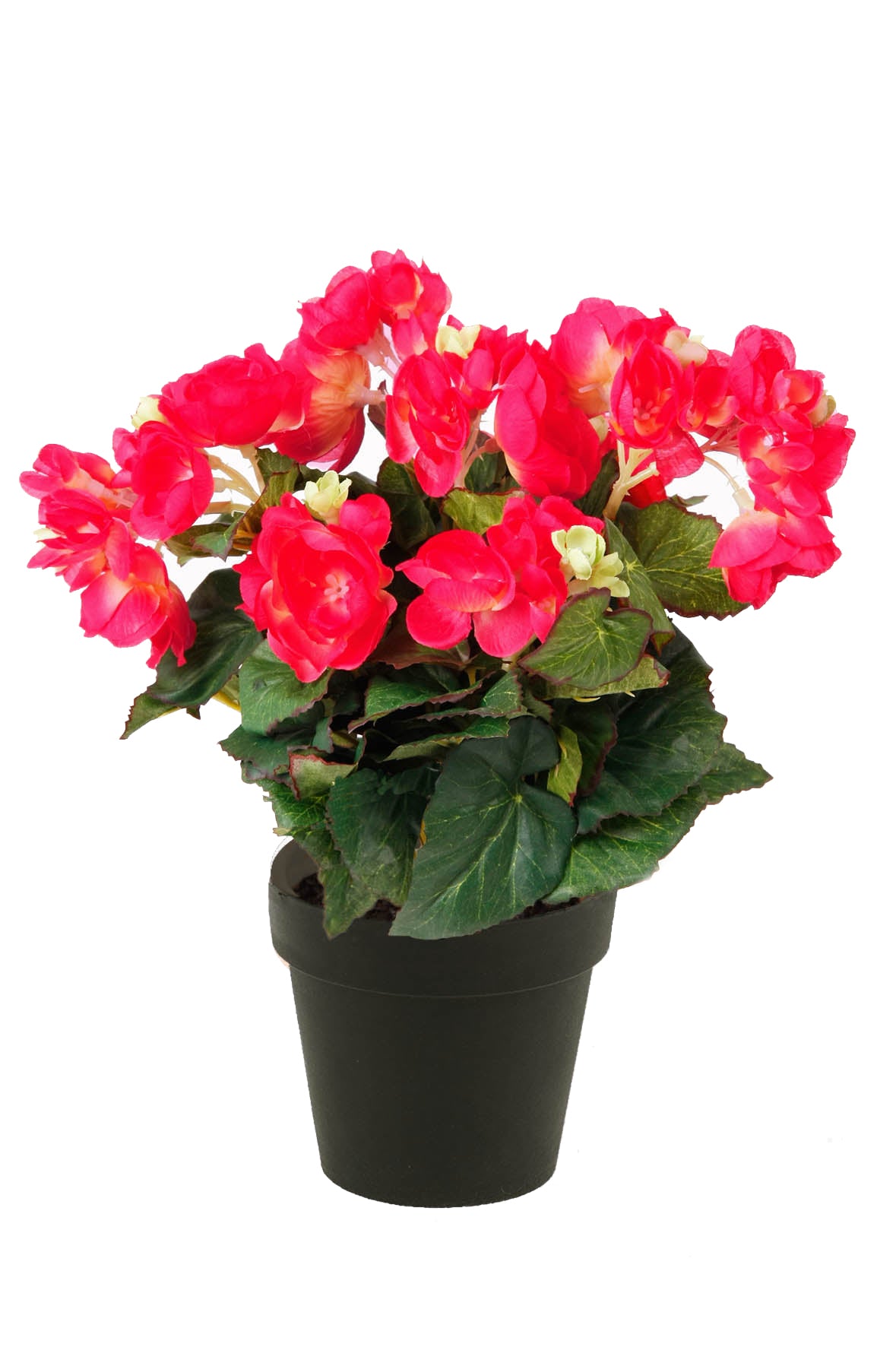 Begonia 29 Cm Rosa Scuro In Vaso D 11 Cm