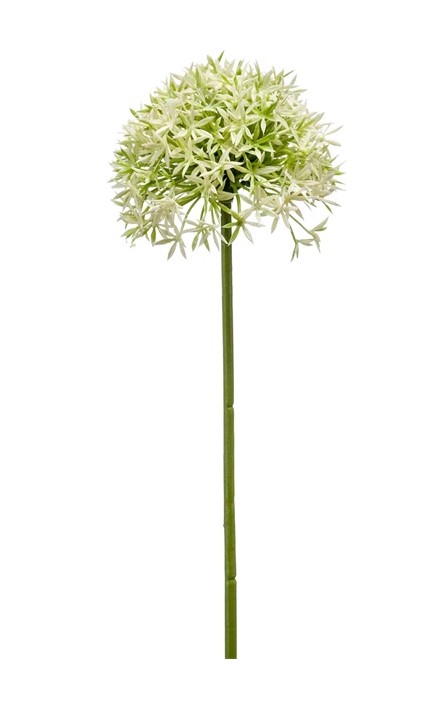 Ramo Aglio 62 Cm Crema