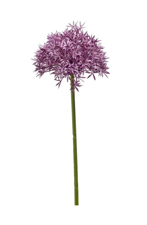 Ramo Aglio 62 Cm Viola