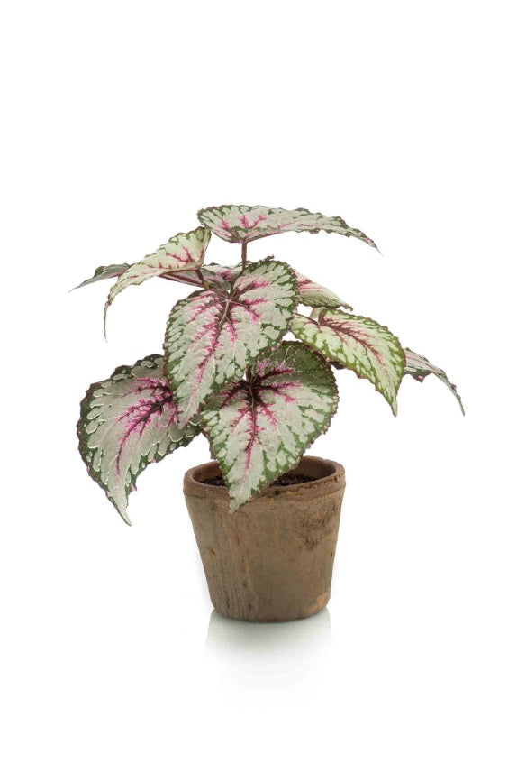 Vasetto Begonia Foglia 25 Cm Rosa