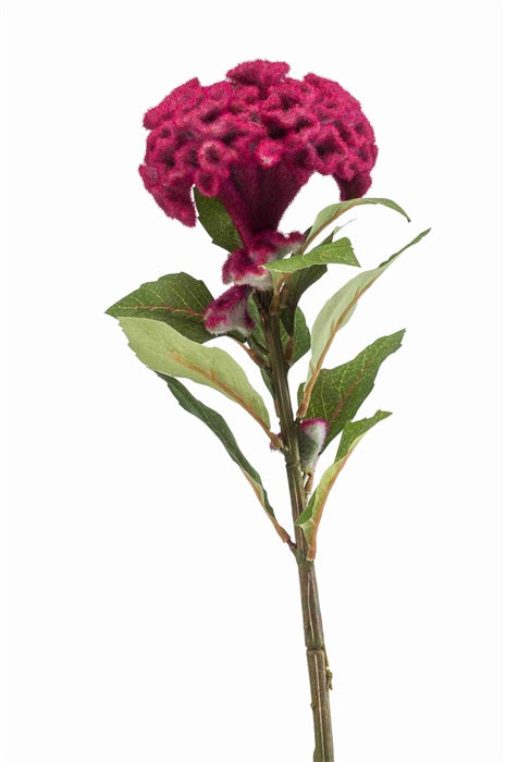 Ramo Celosia 67 Cm Fucsia