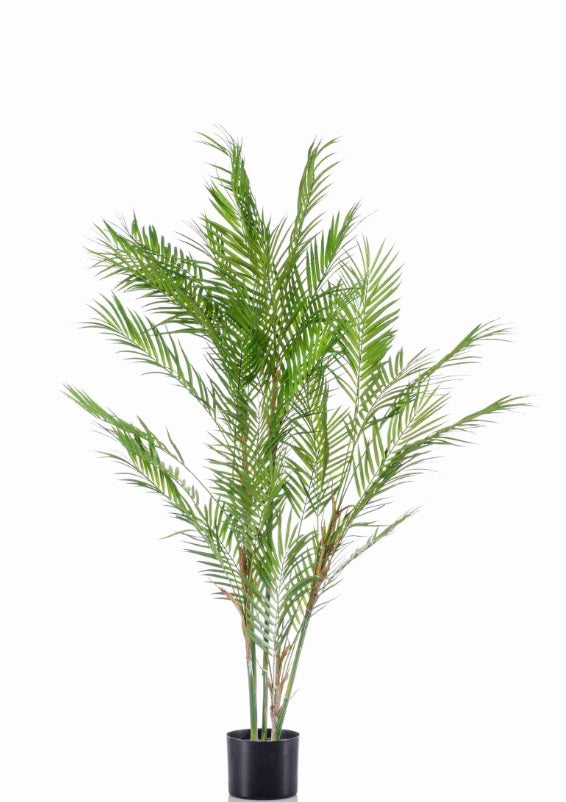 Palma Di Chamaedorea 120 Cm