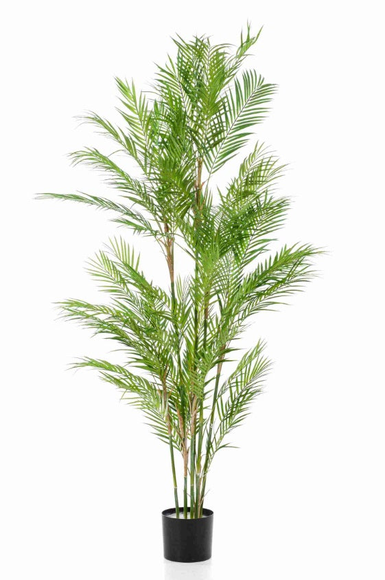 Palma Di Chamaedorea 180 Cm