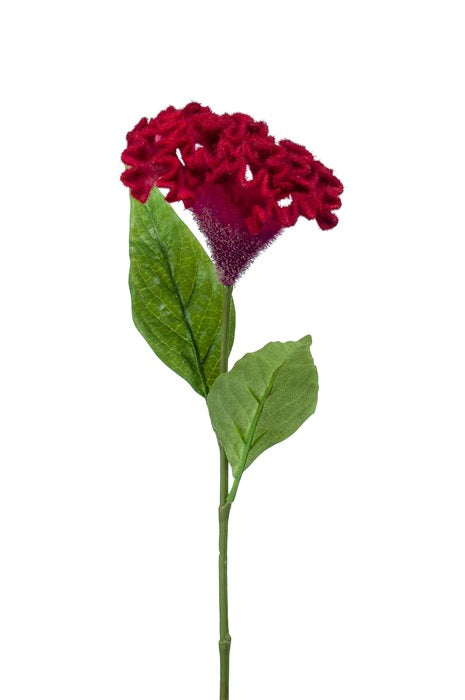 Ramo Celosia 62 Cm Rosso