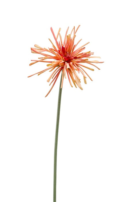 Ramo Gerbera Spider 60 Cm Arancione