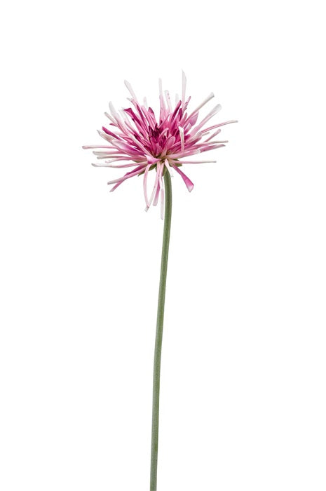 Ramo Gerbera Spider 60 Cm Rosa