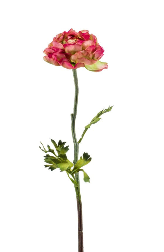 Ranuncolo Spray 50 Cm Beauty/Verde