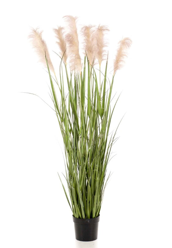 Erba Di Pampa X9 175Cm In Vaso