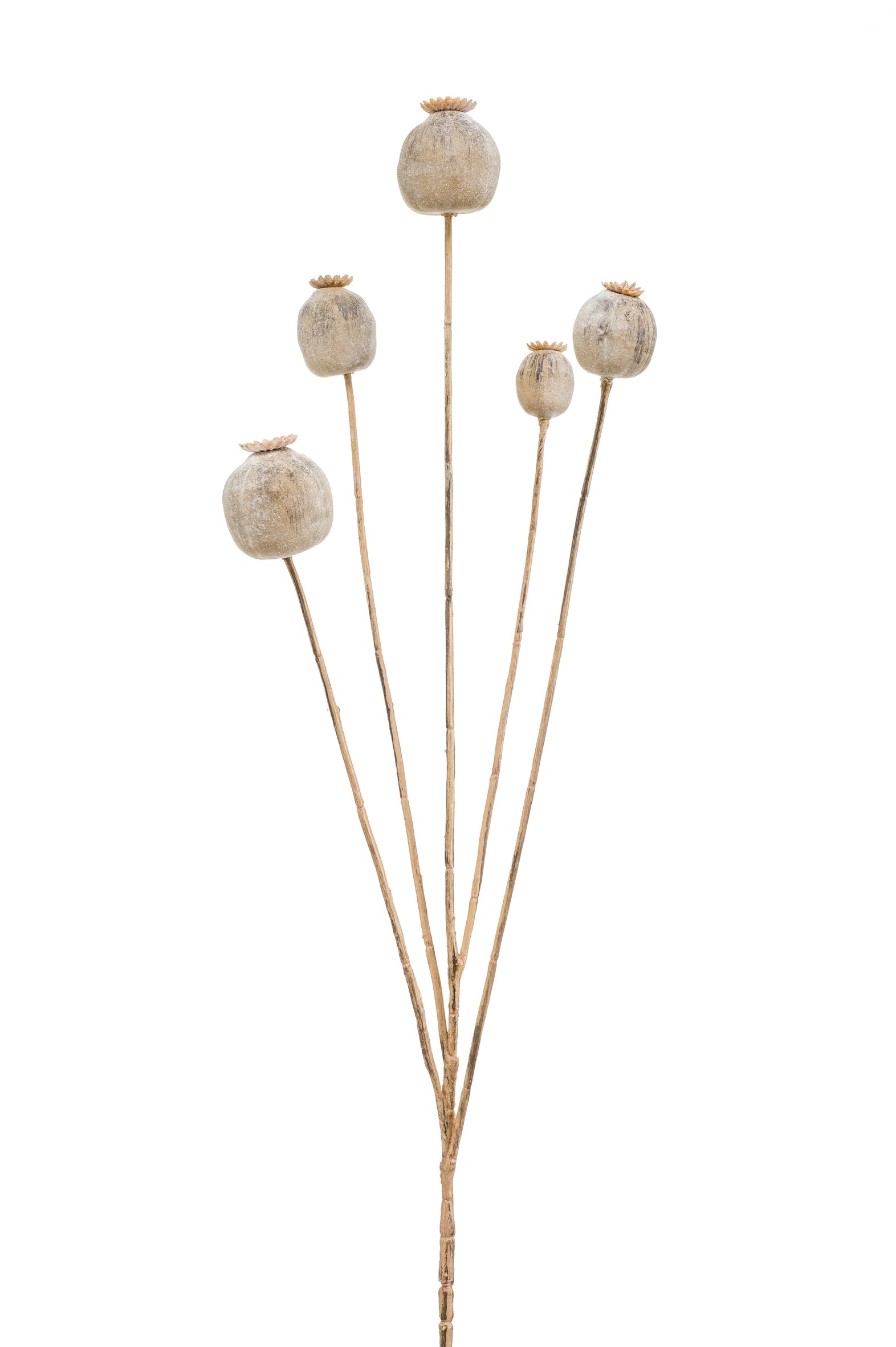 Ramo Boccioli Papavero Beige 75 Cm