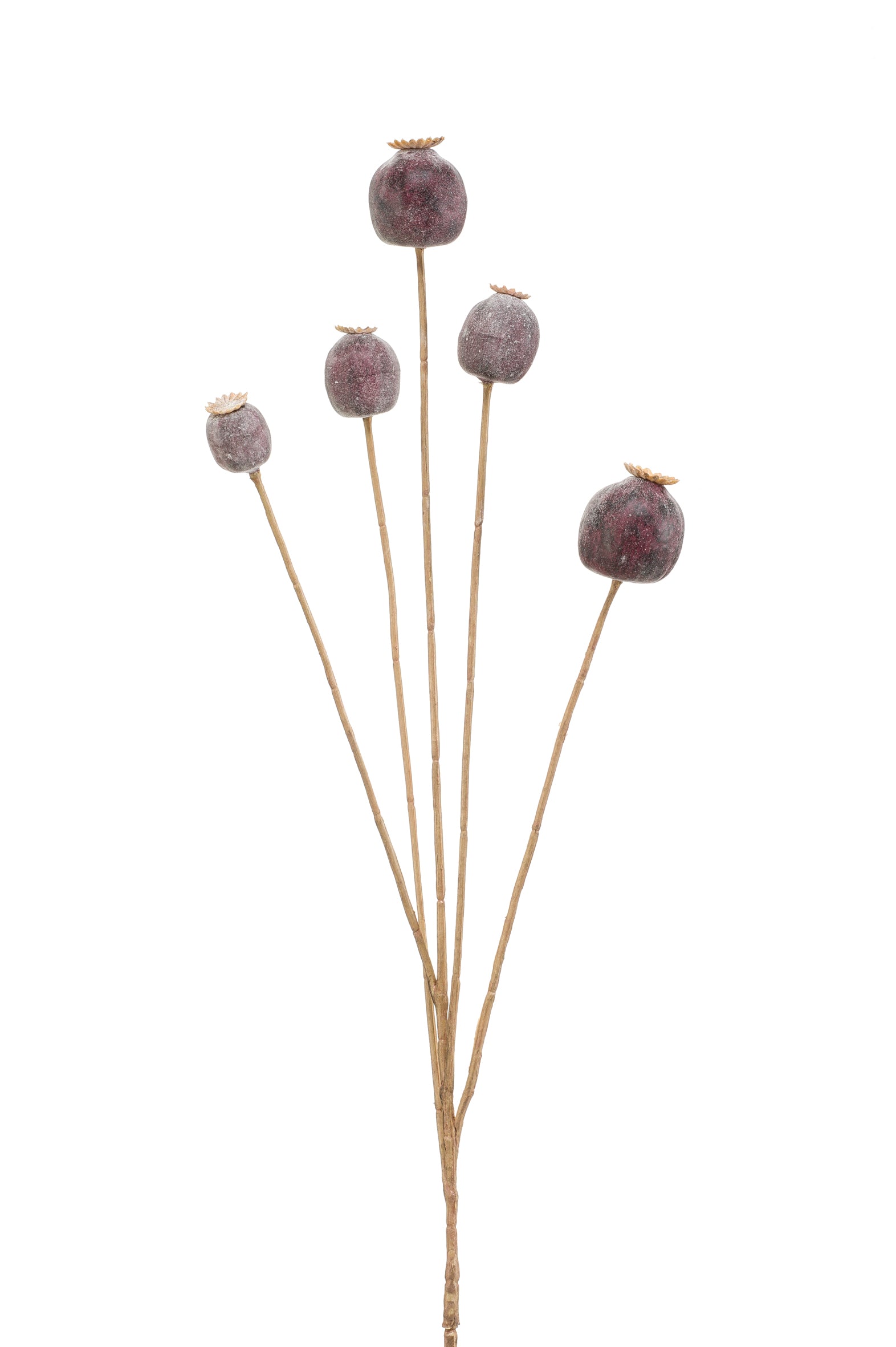 Ramo Boccioli Papavero Marrone 75 Cm