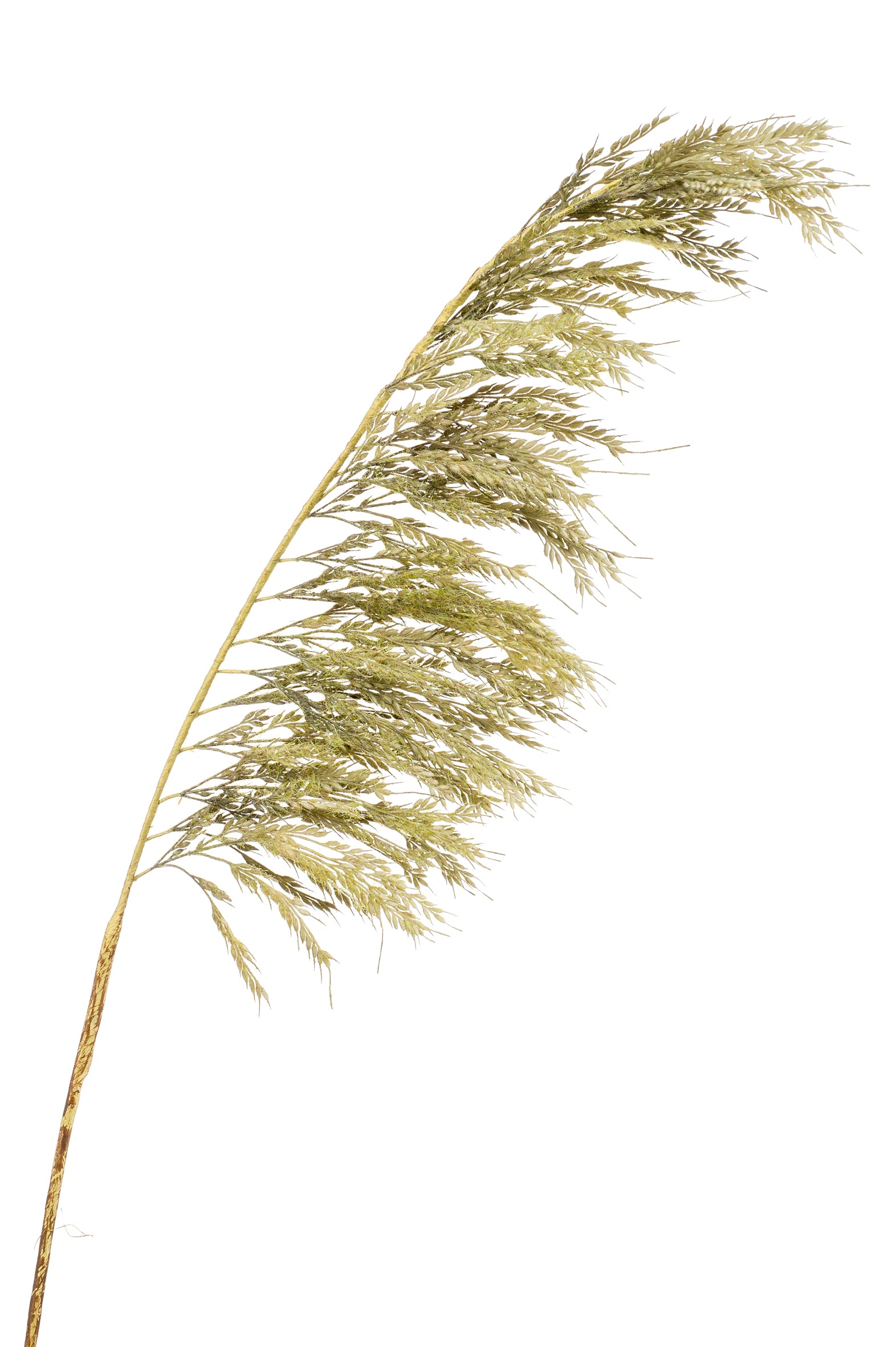 Ramo Pampas Verde 125 Cm