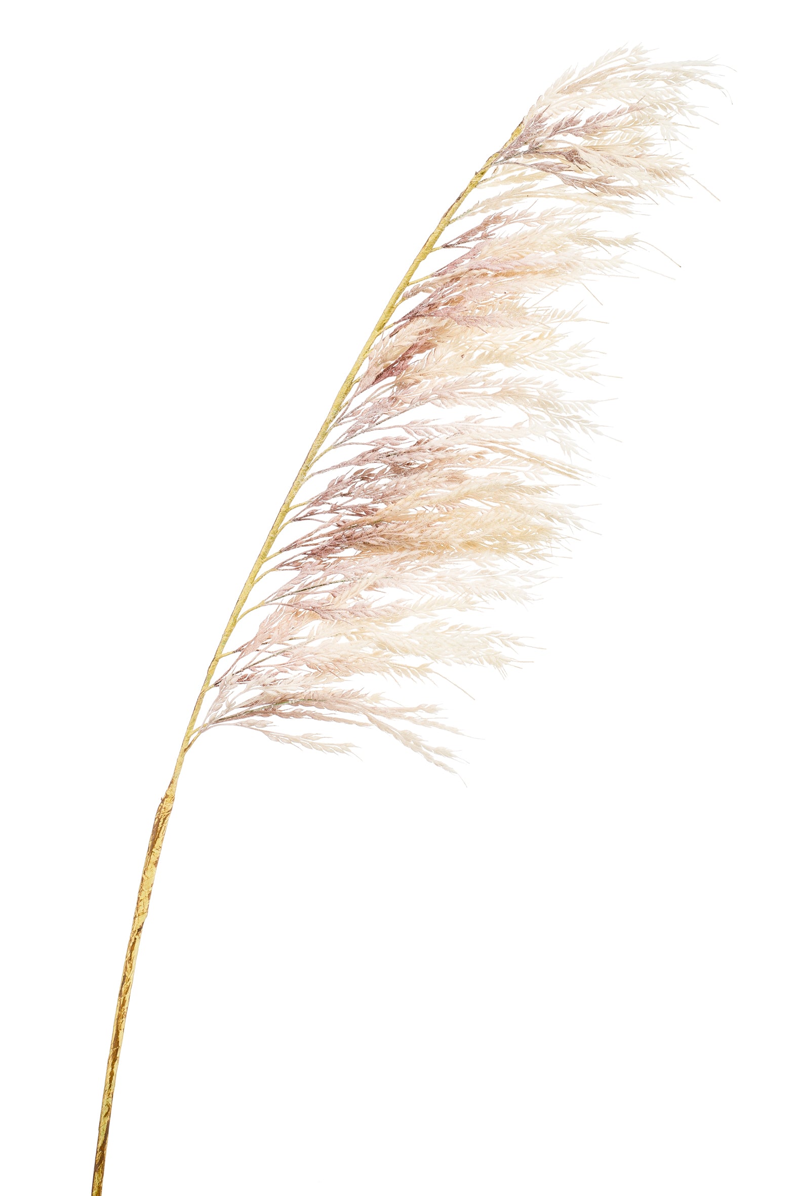 Ramo Pampas Crema 125 Cm