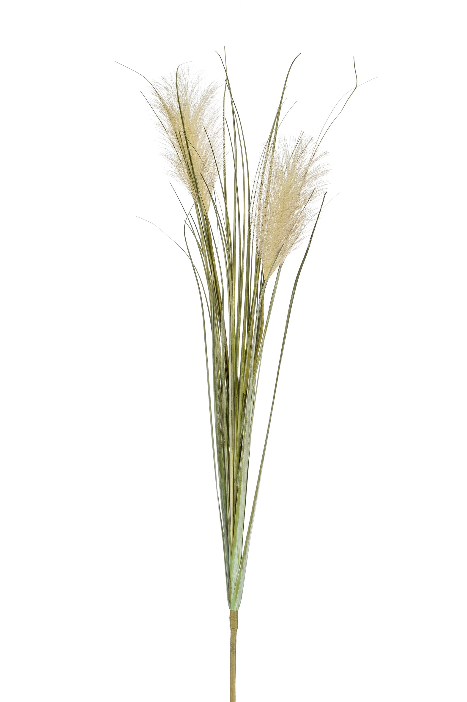 Pampas Verde Crema 78 Cm
