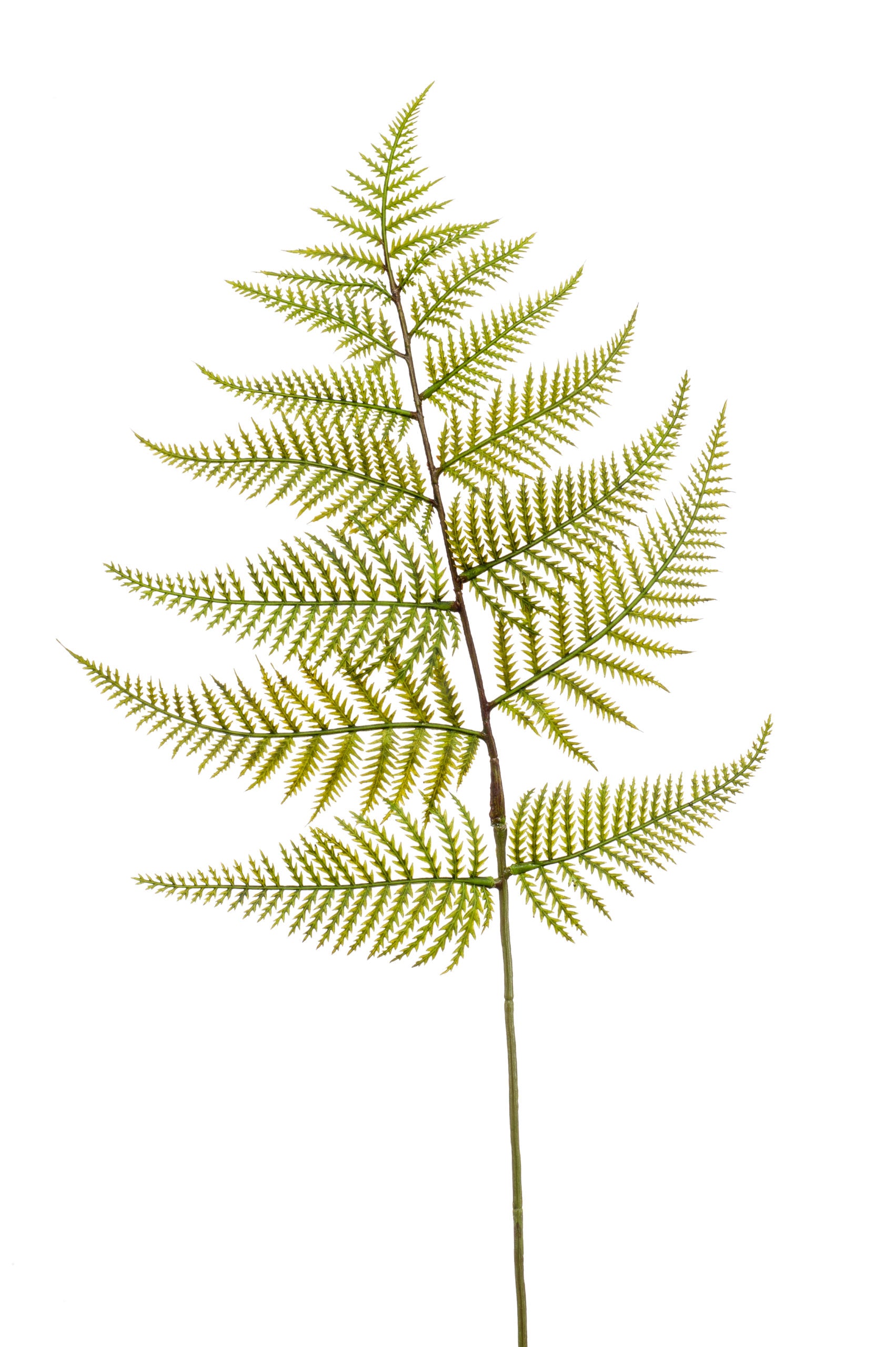 Ramo Foglie Felce Finte Verdi 80 Cm